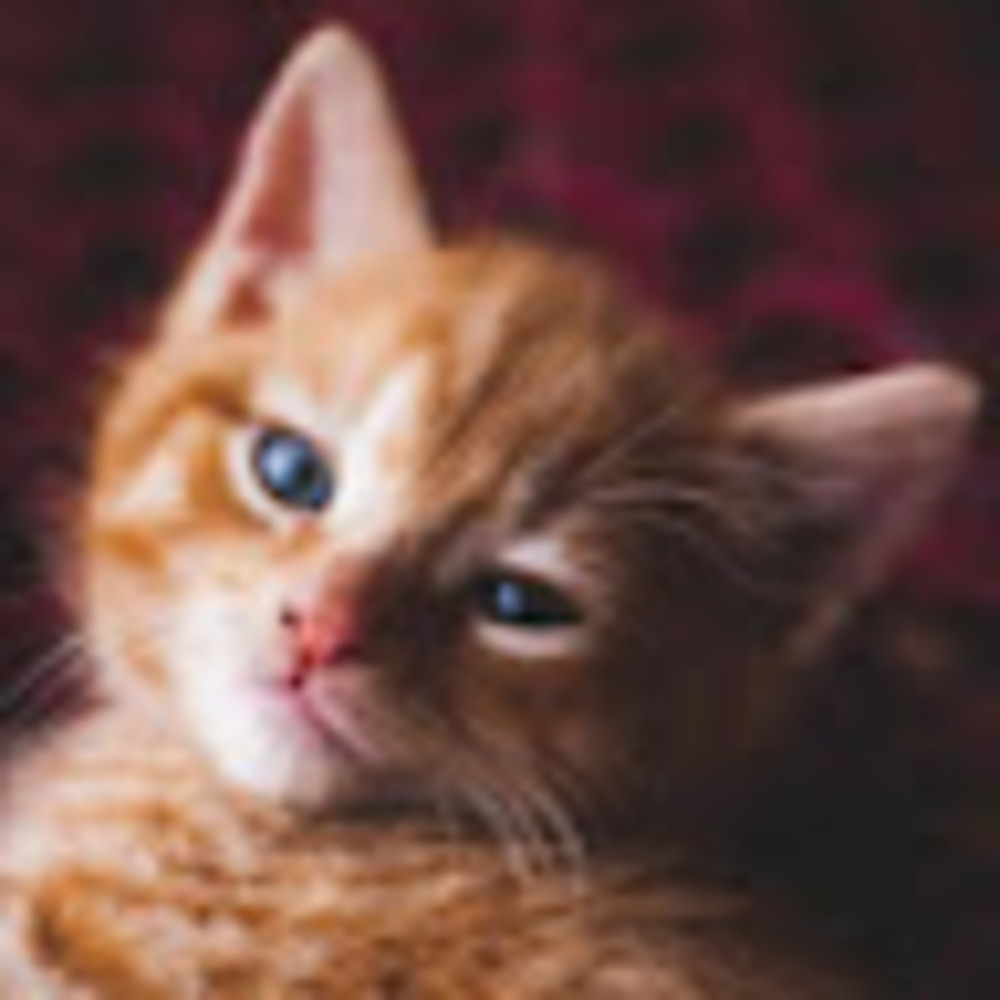 Meet your Posher, Jolene